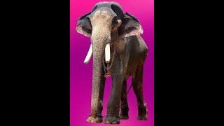 KANDAMBULLY BALANARAYANAN  at Keezhoor/ കണ്ടമ്പുള്ളി ബാലനാരായണൻ / elephant