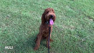 8.5 Mo Old Irish Doodle | Best Doodle Dog Training | Off Leash K9 | Board and Train | Oklahoma