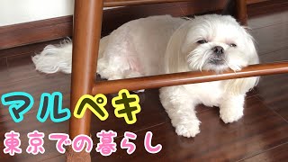 【雑種犬】マルチーズ  ペキニーズ   Super white dogの1日【かわいい】