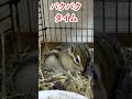 しまりす「ポン吉」食事中。【ペット】【シマリス】【chipmunk】【squirrel】【kawaii】【cute】