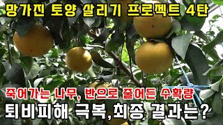 망가진 토양 살리기 프로젝트 4탄 (제주도 황금향 재배)