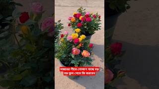 শীতে গোলাপ গাছে বড় বড় ফুল পেতে কি করবেন / gardening / গোলাপ চাষ #rose #garden #shorts