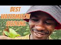 Choose the best watermelon seedlings for your farm