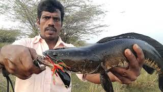 மாலை நேர அக்கே ☜ தவளையில் 🐸 பிடித்த படா  படா பெரிய விரால் மீன் fishing 🎣 🐠, #@#@# ,63791 65622,