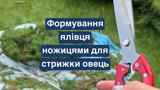 Ножицями для овець сформувала ялівець ✂️ Магія рослин