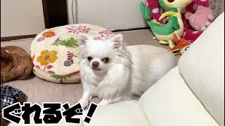 おやつが貰えなくて、やさぐれていく犬！コハクは役者