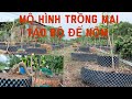 Kỹ thuật Mô hình trồng Mai tạo bộ đế nôm,Mai Vàng Duy Nguyễn