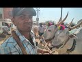 pattikond monday bulls market videos 2025 big size desiya cattils market videos 2025