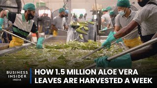 How 1.5 Million Aloe Vera Leaves Are Harvested A Week | Big Business