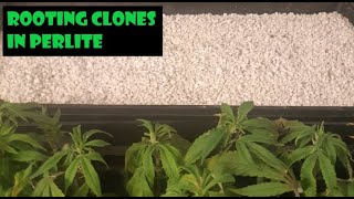 Rooting Clones in Perlite