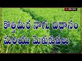 కొత్తిమీర సాగు విధానము మరియు మెళుకువలు | Corieander Cultivation | #rythupanta #raithupanta #రైతుపంట