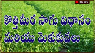 కొత్తిమీర సాగు విధానము మరియు మెళుకువలు | Corieander Cultivation | #rythupanta #raithupanta #రైతుపంట