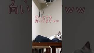 エアコンに感知される猫 #猫 #cat #ラグドール #エアコン #shorts