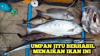 UMPAN JITU !! ikan ini terbukti ampuh untuk memancing ikan (TALANG TALANG)