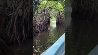 මාදු ගඟ සෆාරි | Madu River Safari, Sri Lanka #shorts #visitsrilanka #srilanka #balapitiya