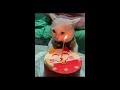 meow meow birthday.. epic song my cat joey’s birthday celebration