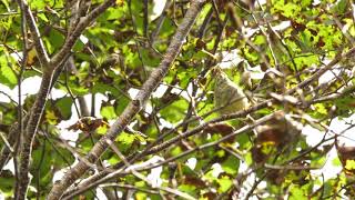 メボソムシクイ　囀りと地鳴き