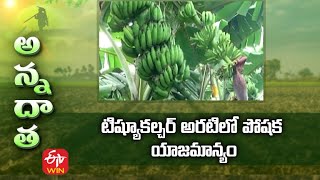 Fertiliser Management in Tissue Culture Banana | టిష్యూకల్చర్‌ అరటిలో పోషక యాజమాన్యం | ETV