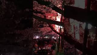 上野公園夜桜2019