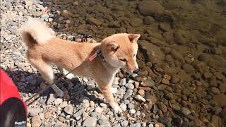 柴犬 多摩川 散歩 絶滅危惧遭遇