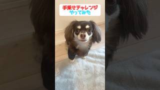 手乗せチャレンジやってみた #チワックス#チワワ#ダックスフンド#dog