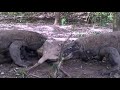 komodo dragon swallow baby deer ripped from mother womb u0026 eat mom alive❗️not for sensitive viewers❗️