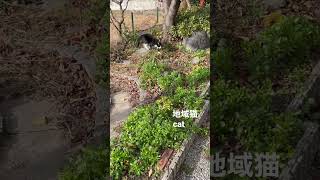 地域猫はちわれの日常