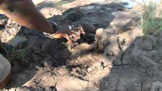 Tracking rare black rhino, Namibia