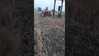 mulching kanak in basmati khet