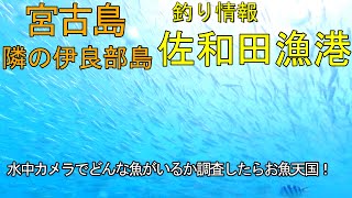 伊良部島の佐和田漁港の釣りスポットを水中映像で紹介！お魚天国の釣りポイント