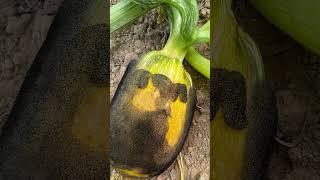 ជម្ងឺរលួយផ្លែល្ពៅ #shorts #agriculture #vegetables