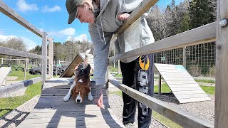 VI BESÖKER EN RIKTIGT SCHYST HUNDPARK