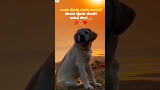 Dog love ❤️|ನಾಯಿ ನಿಯತ್ತಿನ ಪ್ರಾಣಿ🥰❤️Dogs true love ||Cute baby love