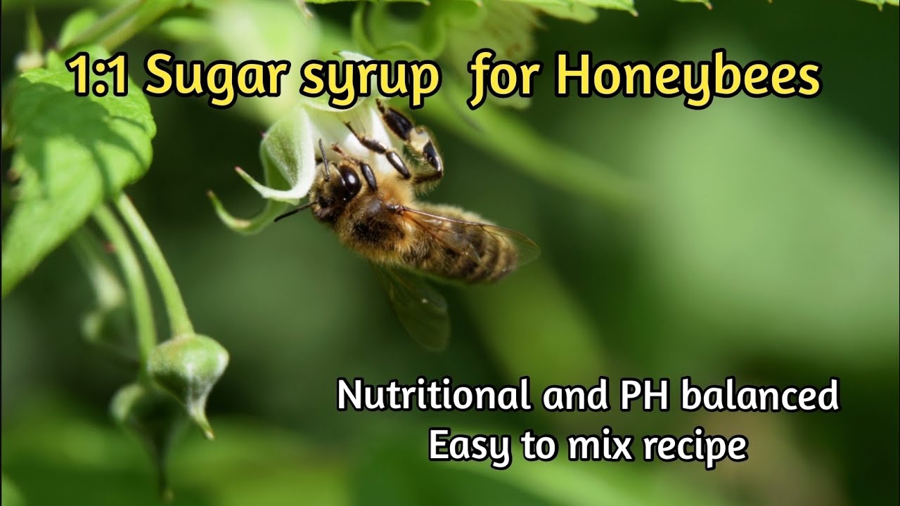 Easy And Nutritional 1:1 Sugar Syrup Mix For Honeybees - PH Balanced ...