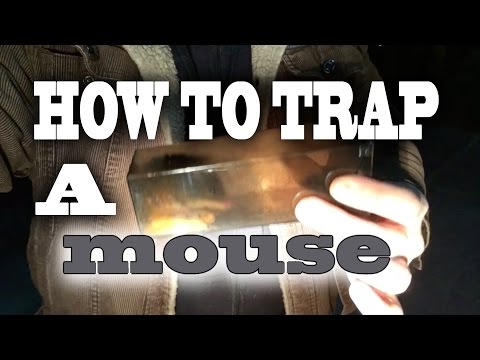 How to get rid of a mouse in your house How to get rid of a mouse in your house