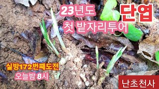 #7월22일 #  난초 # 천사  #  천사실방 172번쩨 도전    #  난초천사  난초사여 # 구독좋아요 # 여름휴가  밭자리 투어 (대박 )  # 일생일란