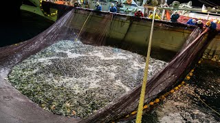 Everyone should watch this video - How Japanese Fishermen Catch Hundreds Tons Fish on The Sea