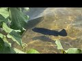 Super rare full black peacock bass fish caught on tape in the wild!