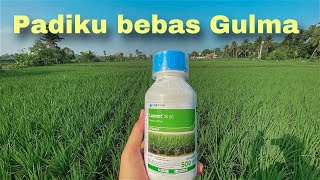 Mematikan rumput gulma pada tanaman padi menggunakan herbisida loyant 25ec obat rumput selektif padi