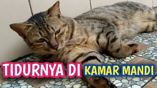 KENAPA KUCING SUKA TIDUR DIKAMAR MANDI ???