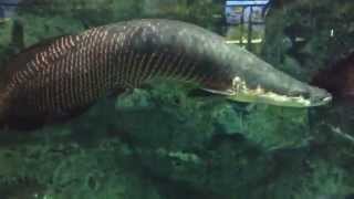 ピラルク 鳥羽水族館 arapaima