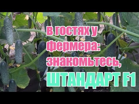 Огурцы Штандарт F1 Отзывы Фото