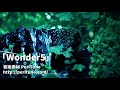 【無料フリーbgm】森と水を感じる幻想的な民族音楽「wonder5」