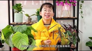 竹芋在冬天太娇贵，不是焦边就是黄叶还容易冻伤，怎么办？