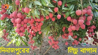 দিনাজপুরে লিচু বাগান | Dinajpur Lichu Bagan || Different Touch