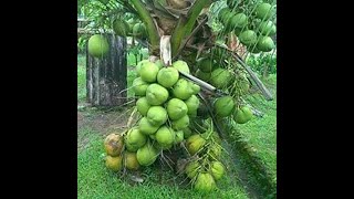 Original Malaysian Green Dwarf Coconut Plants.