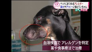 「ペットにまつわるアレルギー」症状と対策 ヒトだけじゃない！鼻水やアトピーに悩むワンちゃん 【医療のミカタ】