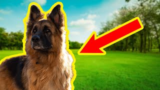 THE SECRET COMMAND NO DOG KNOWS