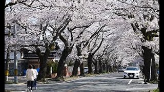 富岡町「夜の森」の桜が見頃