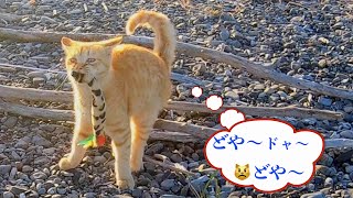 野良猫・地域猫❣️冬の夕方🌇が眩しい時間、😾ちび達と遊ぶ菊之丞 🥷🐈 😾へびを捕まえたぞぉ〜❣️はなさないドォ〜🎃夕やけニャンニャンseries ③ドヤァ〜ドヤァ〜と得意顔 🦁🦊海岸の猫。No.59